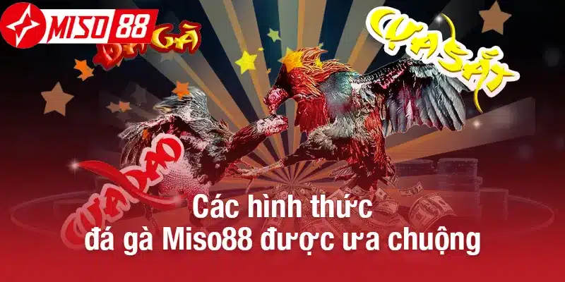 Các hình thức đá gà Miso88 được ưa chuộng
