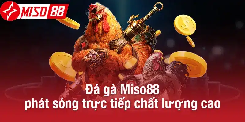 Đá gà Miso88 phát sóng trực tiếp chất lượng cao