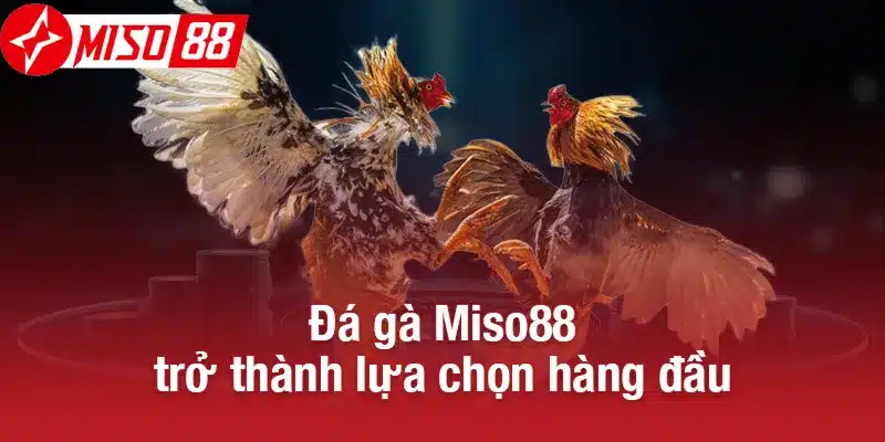 Đá gà Miso88 trở thành lựa chọn hàng đầu
